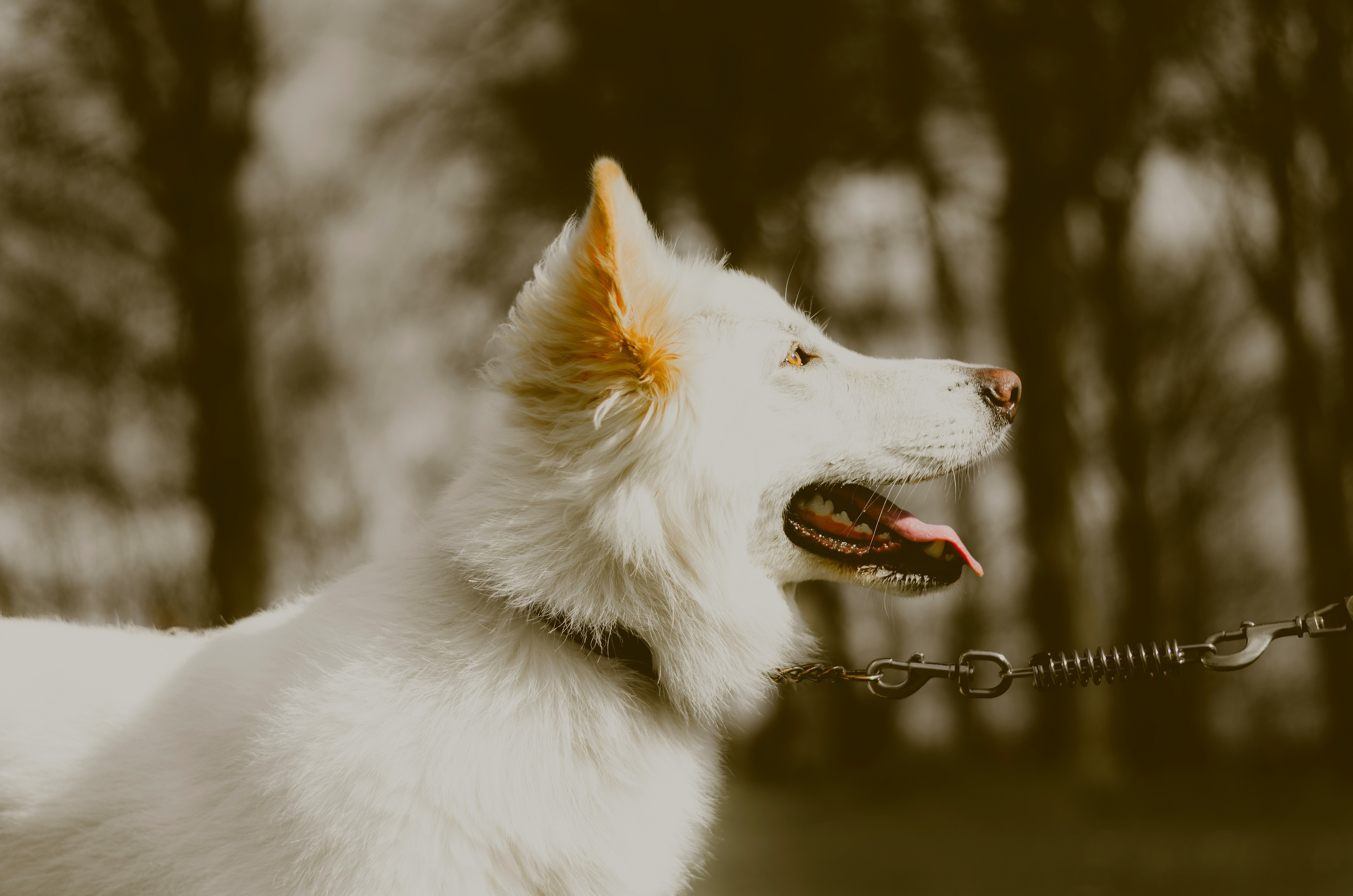 shallow focus photography of white dog
